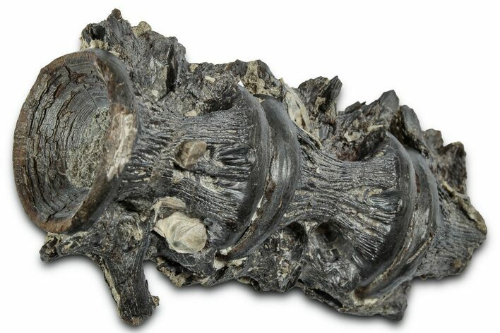 Fossil Ray-Finned Fish (Ichthyodectes) Vertebrae - Kansas #331033